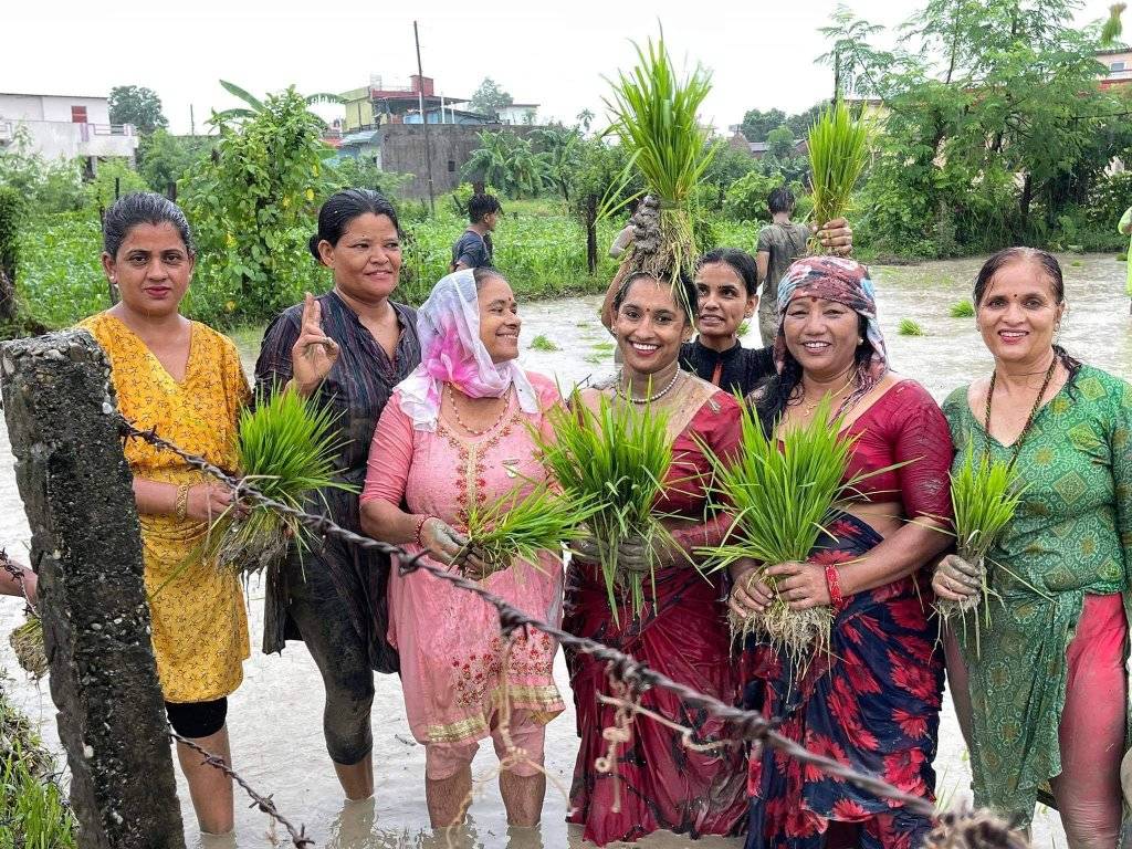 मध्यअसारसम्म लुम्बिनीमा ३३ प्रतिशत मात्र रोपाईं