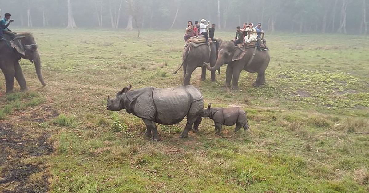 असार १ गतेदेखि चितवन राष्ट्रिय निकुञ्जमा जङ्गल सफारी बन्द गरिने