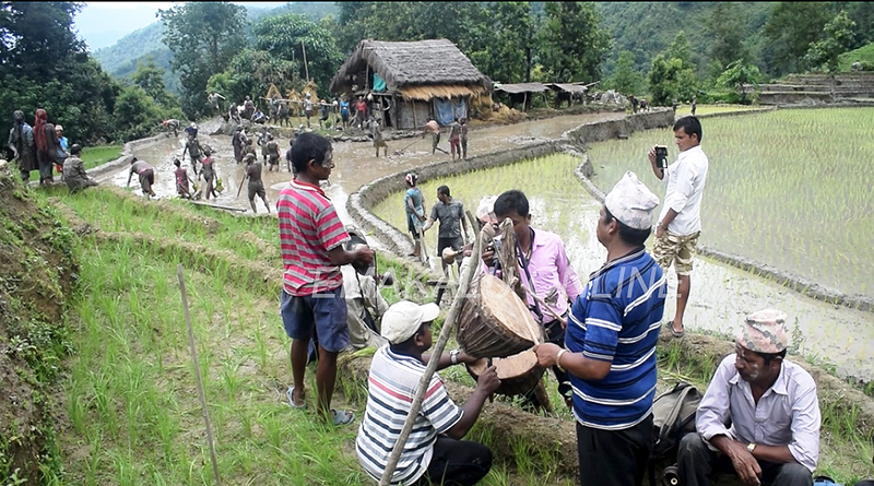 लोप हुन थाल्यो बेठी रोपाइँ, घन्किन छाड्यो नौमती बाजा अनि गुञ्जिन छाडे ‘असारे भाका’