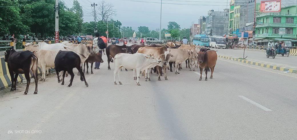 धनगढीमा छाडा पशु चौपाया व्यवस्थापन चुनौतीपूर्ण बन्दै