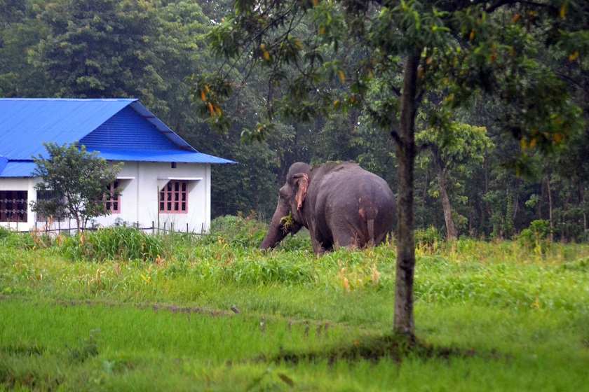 जङ्गली हात्तीबाट मृत्यु भएका परिवालाई आर्थिक सहयोग