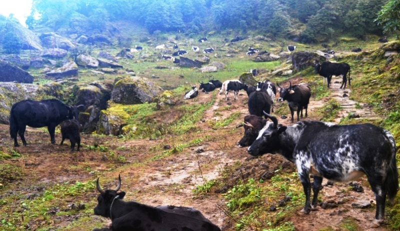 जीवन धान्न नौ महिना चौँरी खर्कको बास