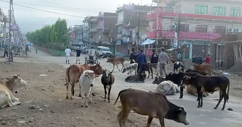 बेदकोटमा छाडापशु व्यवस्थापनको विवाद