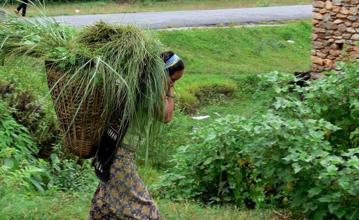 एक भारी घाँसकै लागि आधा दिन