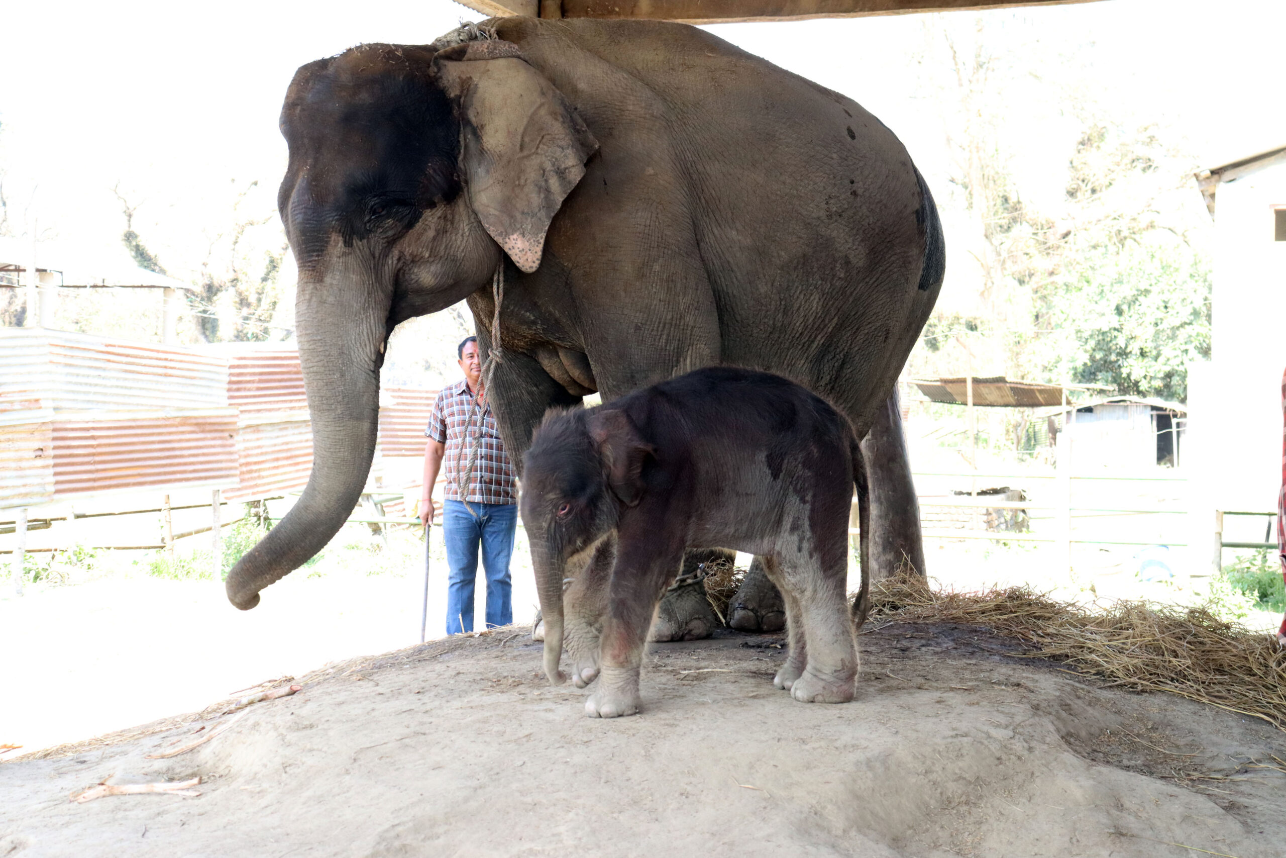 माउले छावाको वास्तै नगर्दा…