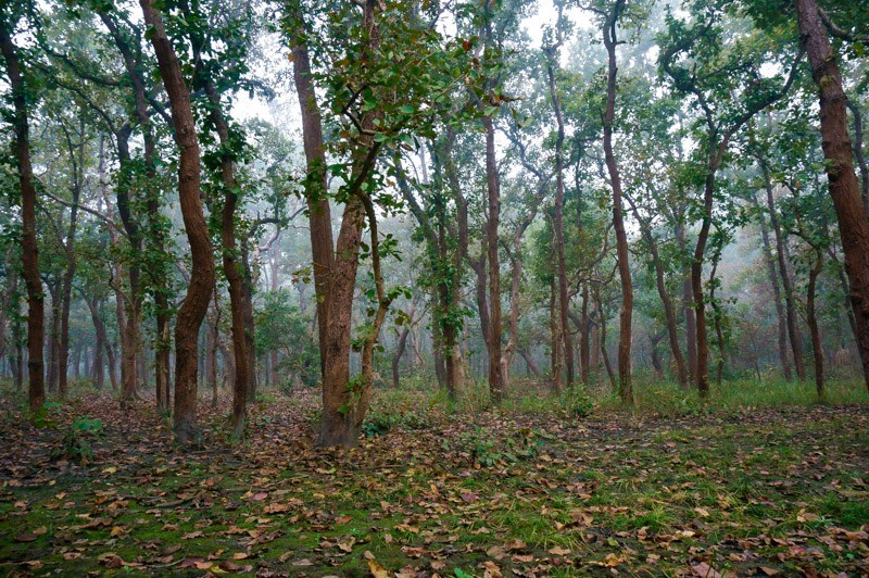 शून्य दशमलव ७५ प्रतिशतले बढ्यो वन क्षेत्र