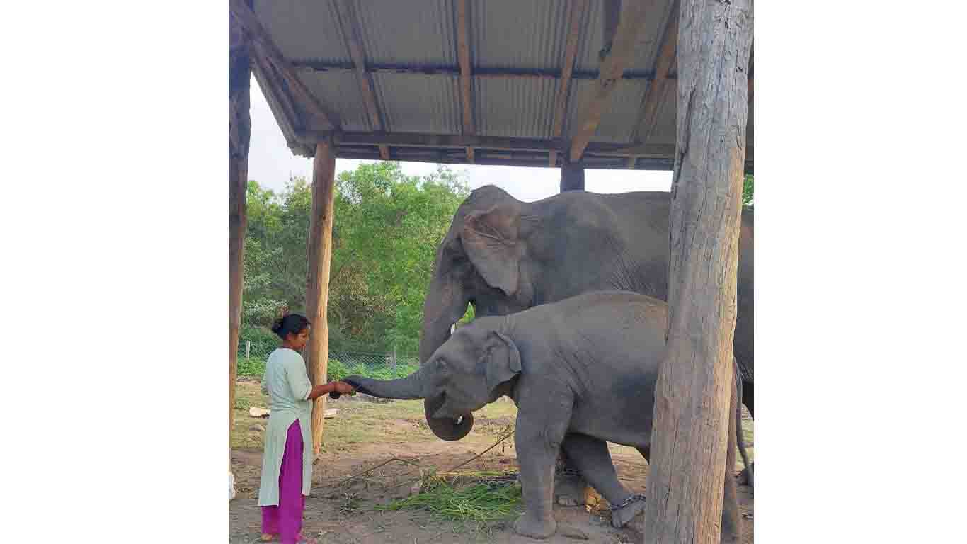 ‘शेषराजगज’ को स्याहारमै ब्यस्त बिमला