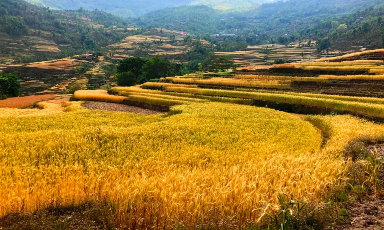 कैलालीमा आधुनिक प्रविधिले घटायो गहुँखेतीमा लागत