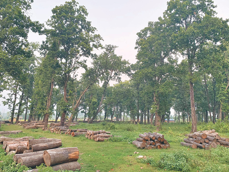 स्वदेशी काठ प्रयोग गर्न संसदीय समितिको सरकारलाई निर्देशन