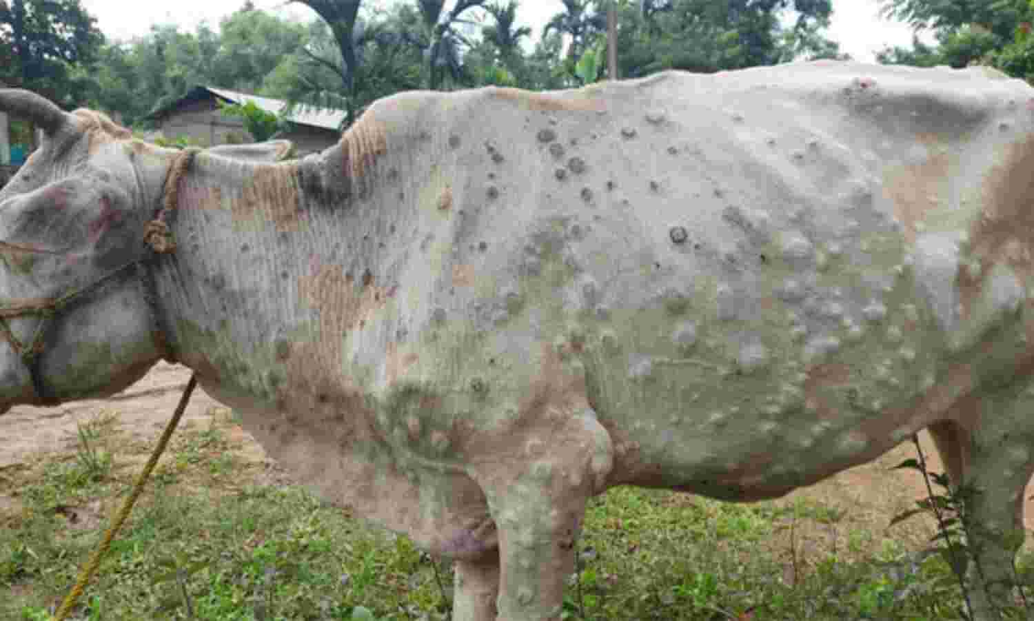 काभ्रेका सबै स्थानीय तहमा फैलियो ‘लम्पी स्किन’