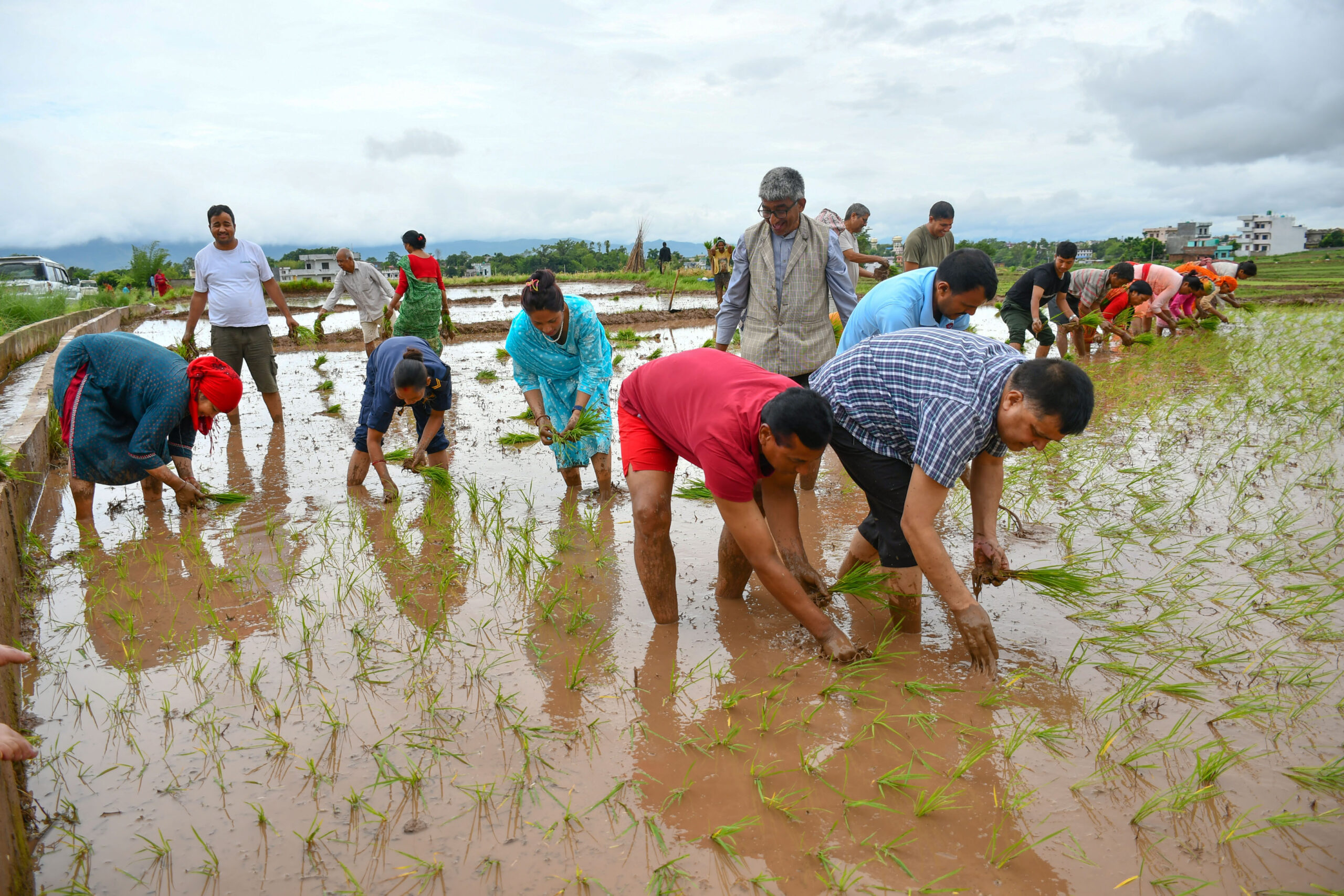 दाङमा १० प्रतिशत मात्रै रोपाइँ