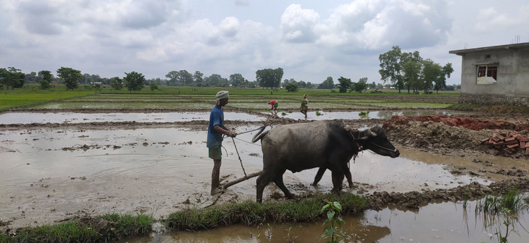 धान दिवसः कञ्चनपुरमा सिँचाइकै लागि सकस