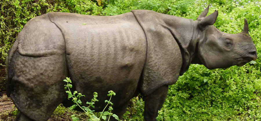 गैँडा मारेको मुद्दामा फरार एक जना पक्राउ