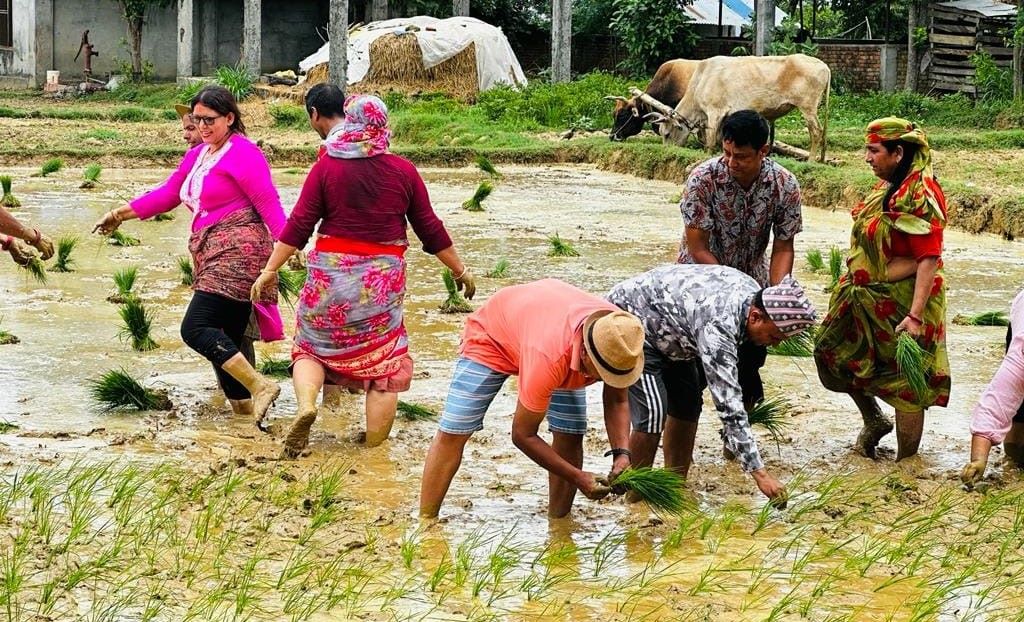 बाँकेमा १५ प्रतिशत धान रोपाइँ