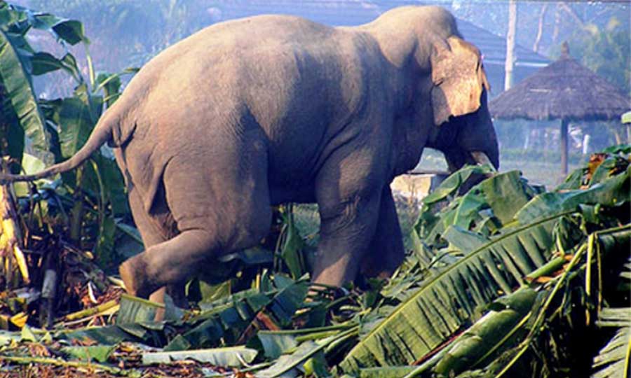 झापामा जङ्गली हात्तीको त्रास बढ्दो, फूल टिप्न गएकी वृद्धालाई सडकमै कुल्चियो