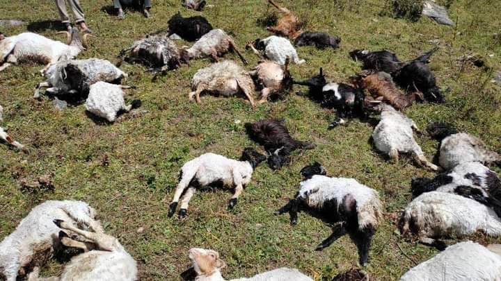 जुम्लामा चट्याङ लागेर ५० भेडाबाख्रा मरे