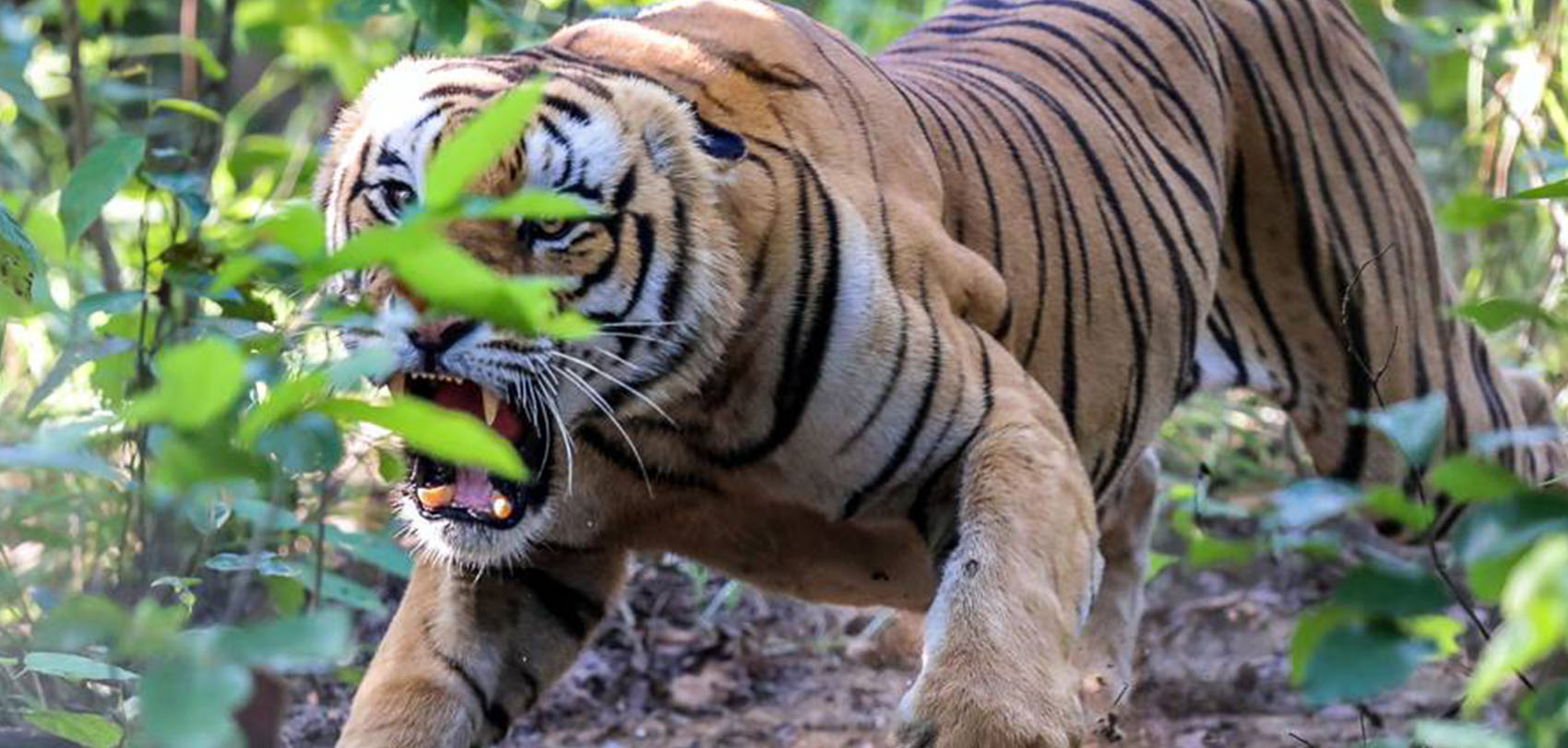 चितवनमा माछा मार्न गएका युवकको बाघको आक्रमणबाट मृत्यु