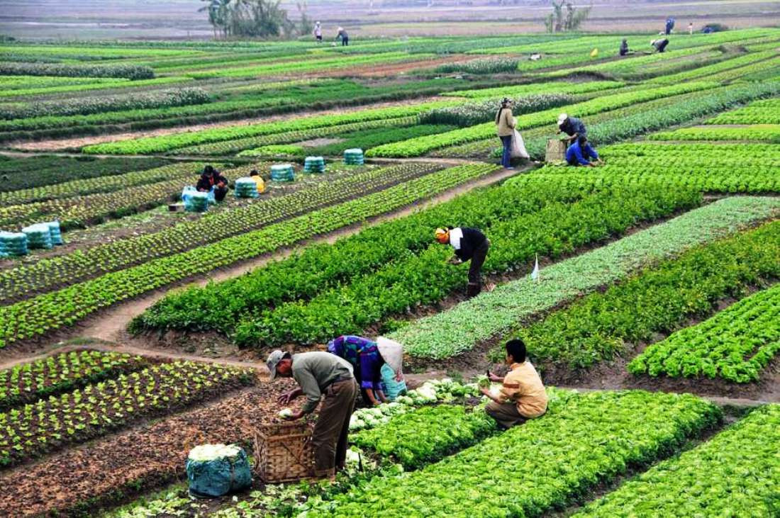 कृषि गर्ने नेपालीको संख्या घट्दै, ६२ प्रतिशत मात्रै कृषक परिवार