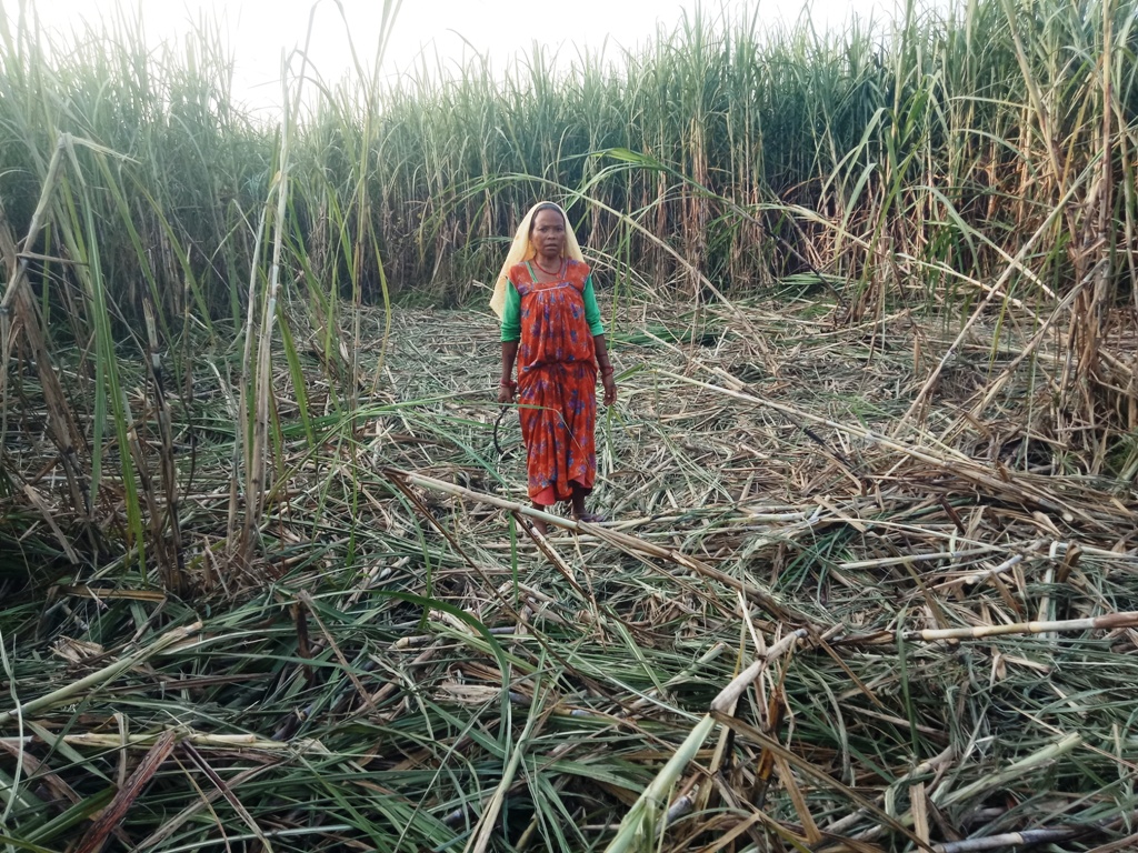 जंगली हात्तीद्धारा उखु बाली सखाप, किसान किसान चिन्तित