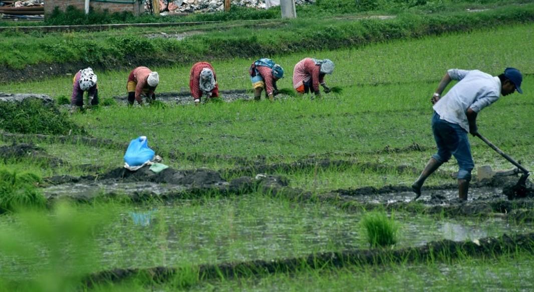 बारामा ९८ प्रतिशत रोपाइँ