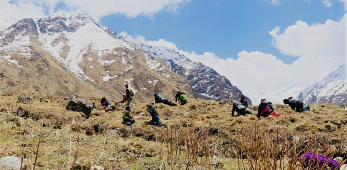 मुगुमा यार्सागुम्बा टिप्न गएका तीन जनाको लेक लागेर मृत्यु