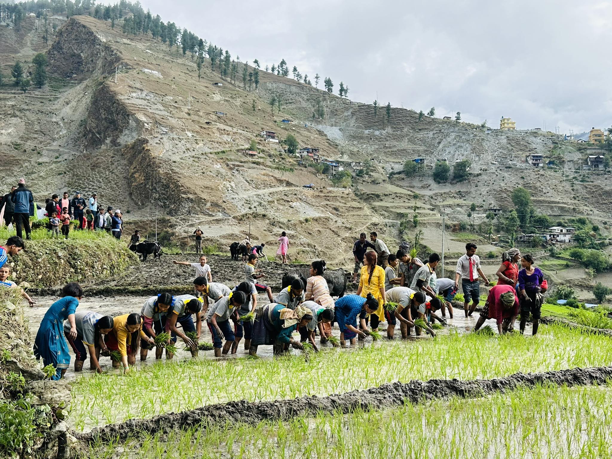 मुगुमा यसरी मनाइयो २१ औँ राष्ट्रिय धान दिवस (फोटोफिचर)