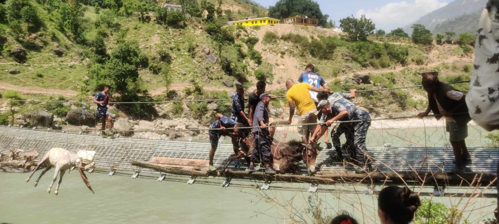 पुलको लट्ठा चुडिंदा फसेर मृत्यु भएका खच्चडको मालिकलाई क्षतिपूर्ति दिन सांसद रानाको माग