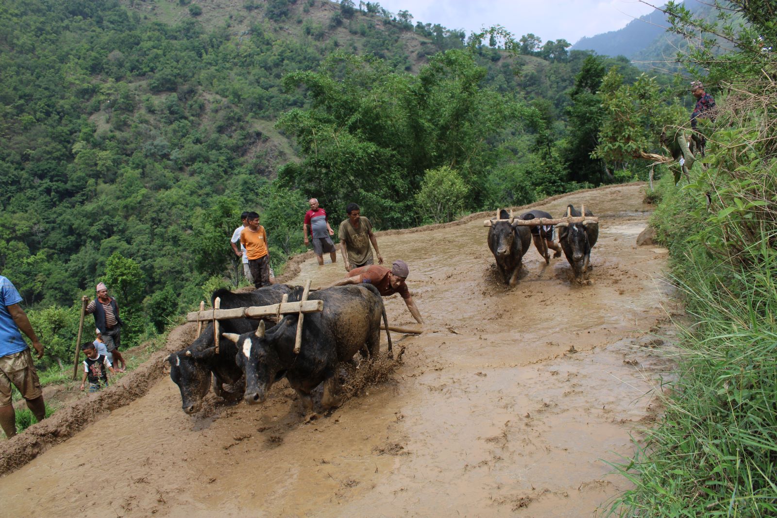 असार सकिन लाग्दा मुलुकभर ३८.६  प्रतिशत मात्र रोपाइँ