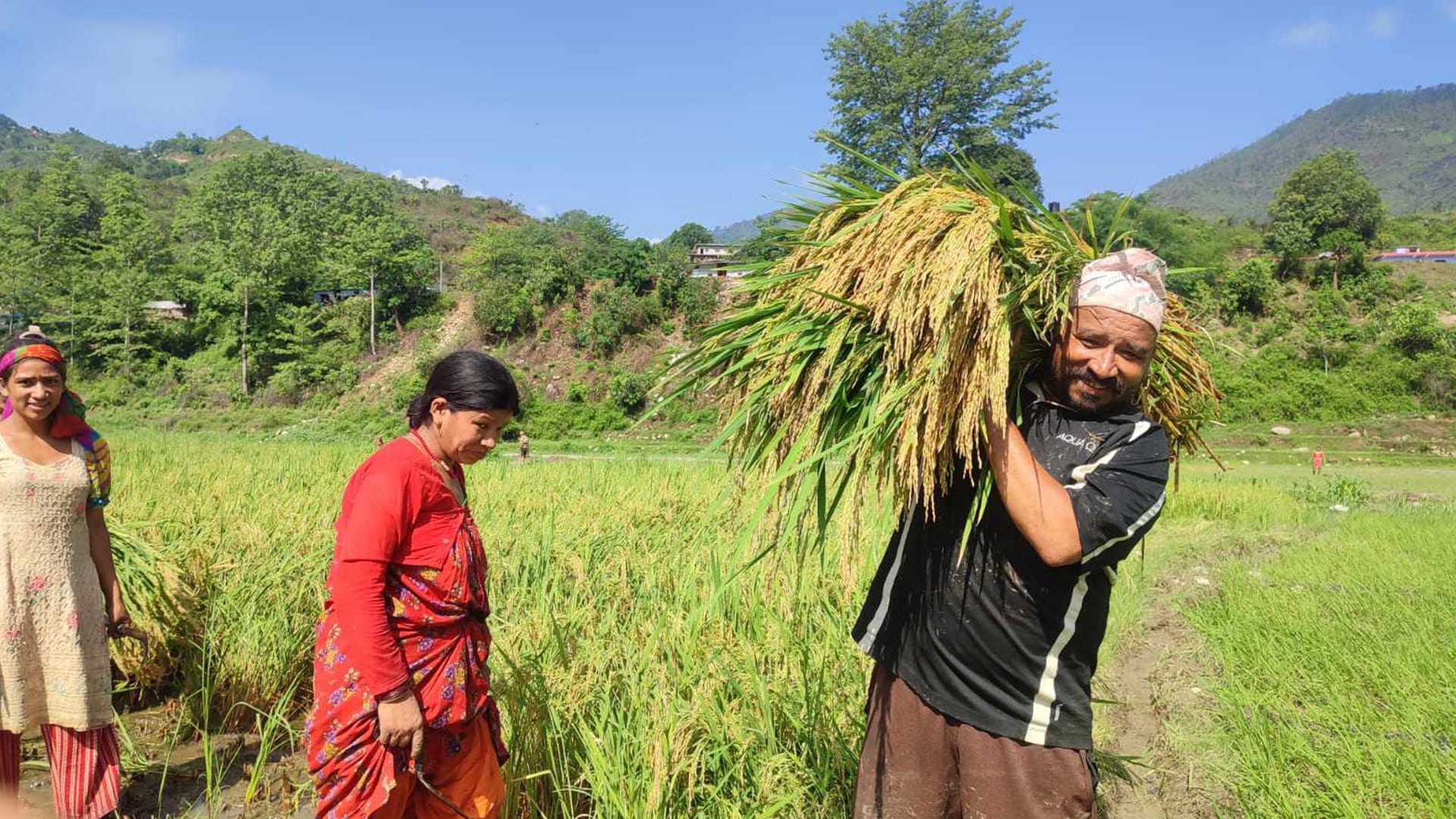 डोटीमा पहिलोपटक चैते धानको उत्पादन, किसानहरु धान काट्न ब्यस्त