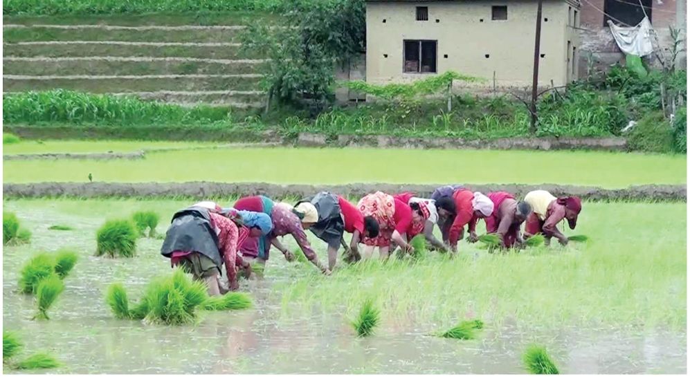 तनहुँमा सुक्खाटारबाहेक अधिकांश ठाउँमा रोपाइँ सकियो