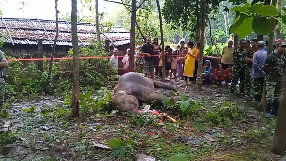 मोरङको बेलबारीमा पोथी हात्ती मृत फेला