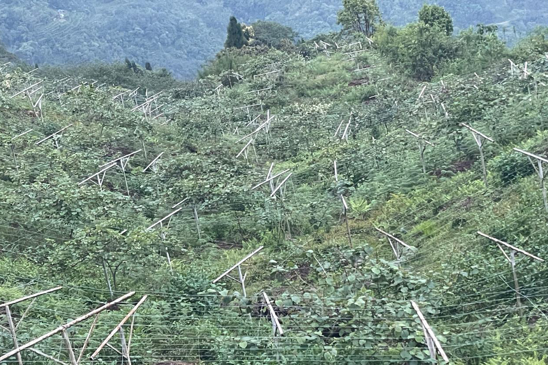 सामूहिक कृषिकर्ममा युवा : ३०० रोपनीमा किबी र लोठसल्लाखेती, ३ करोड बढी लगानी