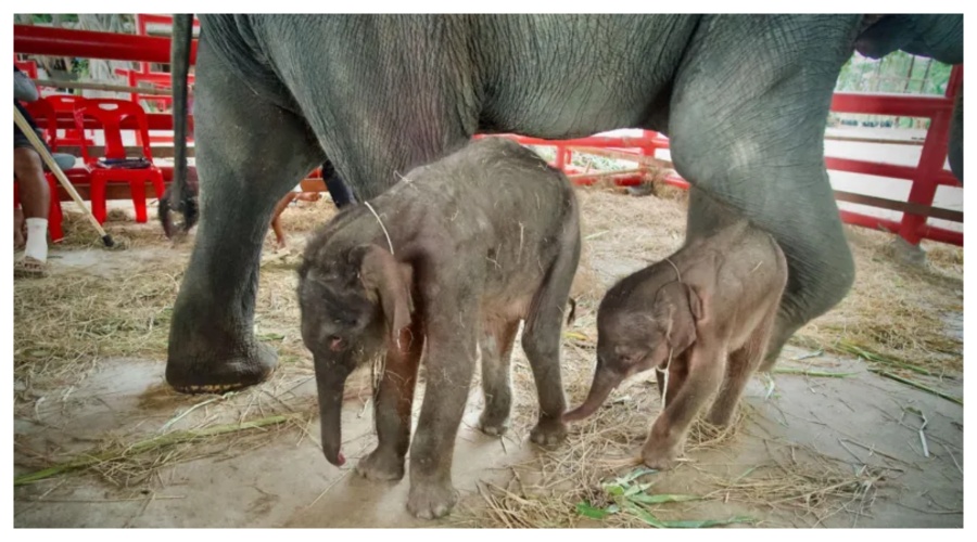 हात्तीबाट जुम्ल्याहा सन्तानको जन्म