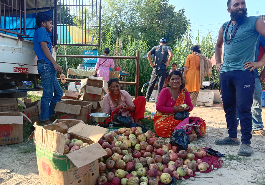 कैलालीमा जुम्ली स्याउको व्यापार