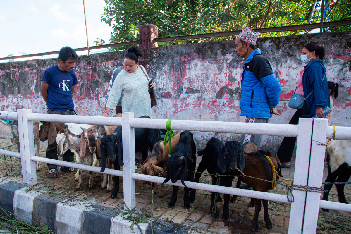 काठमाडौंमा खसीबोका किनमेल जारी (तस्बिरहरु)