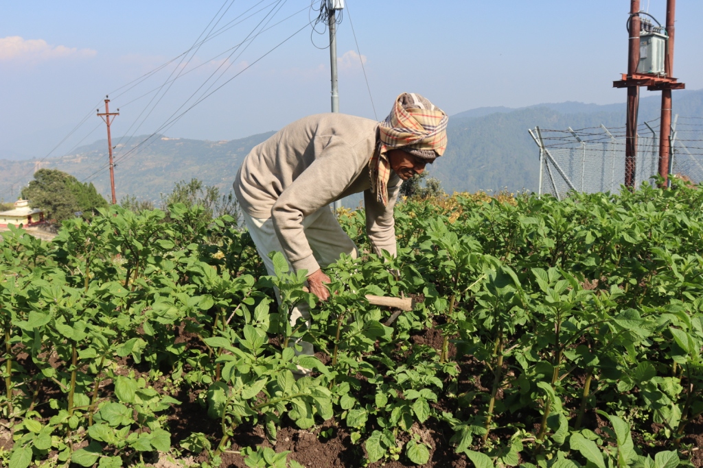 नब्बे वर्षको उमेरमा पनि कृषि र पशुपालनमा सक्रिय, वार्षिक २० लाख आम्दानी