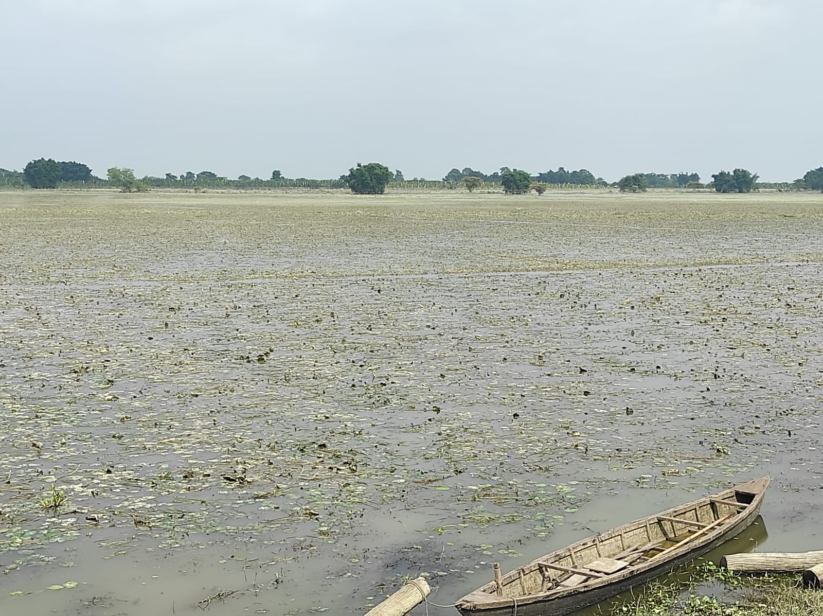 दसैँ लगत्तै धान काट्ने तयारीमा थिए किसान, स्याहार्ने बेलाको धान बाढीले लगेपछि तनावमा