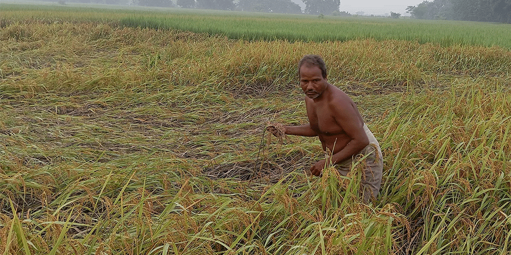 कोशी प्रदेशमा ३४ करोड मूल्य बराबरको अन्नबालीमा क्षति