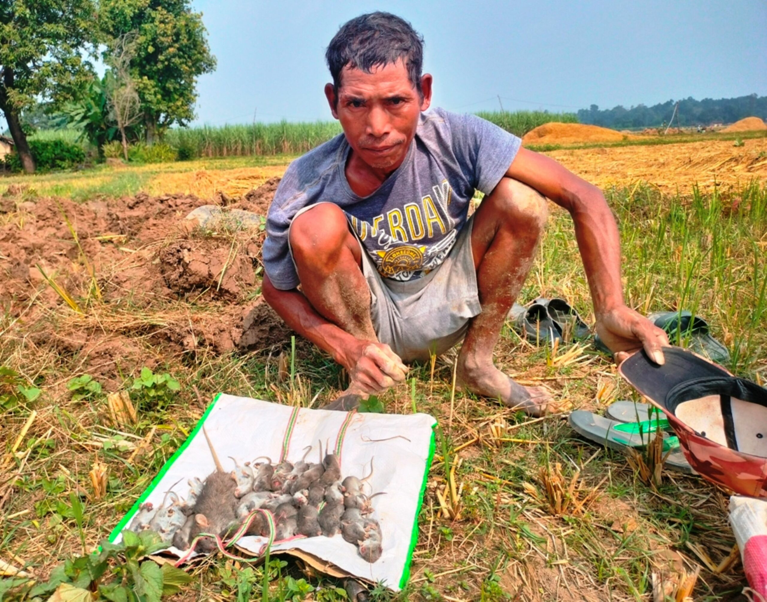 धानबाली भित्र्याएर फुर्सदिला भएका थारू मुसा मार्न व्यस्त, टिना र पकुवालगायत परिकार बनाउँछन्