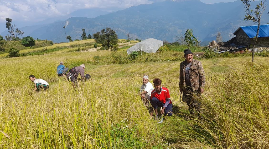 म्याग्दीमा तीनसय ५५ रोपनीमा लगाएको धान र कोदो नष्ट