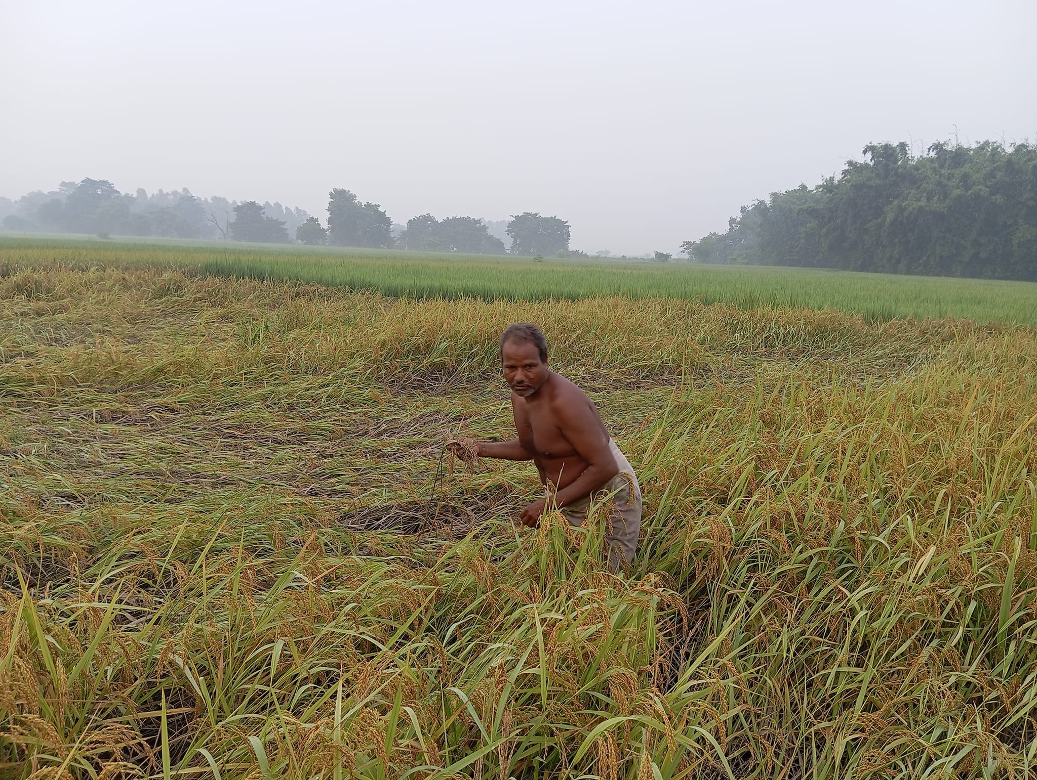 सुनसरीका किसान भन्छन् : ‘यसपटकको दसैँ दशा भएर आयो’