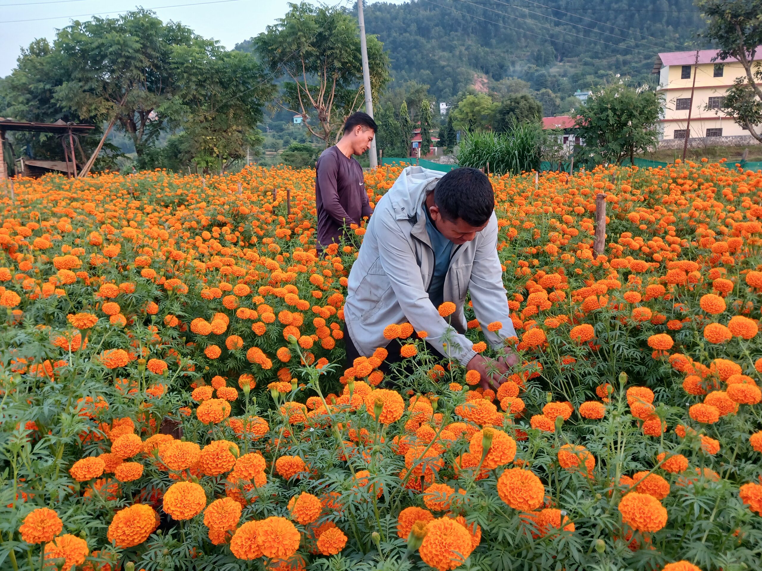 पाल्पामा सयपत्री फूलको माग उच्च