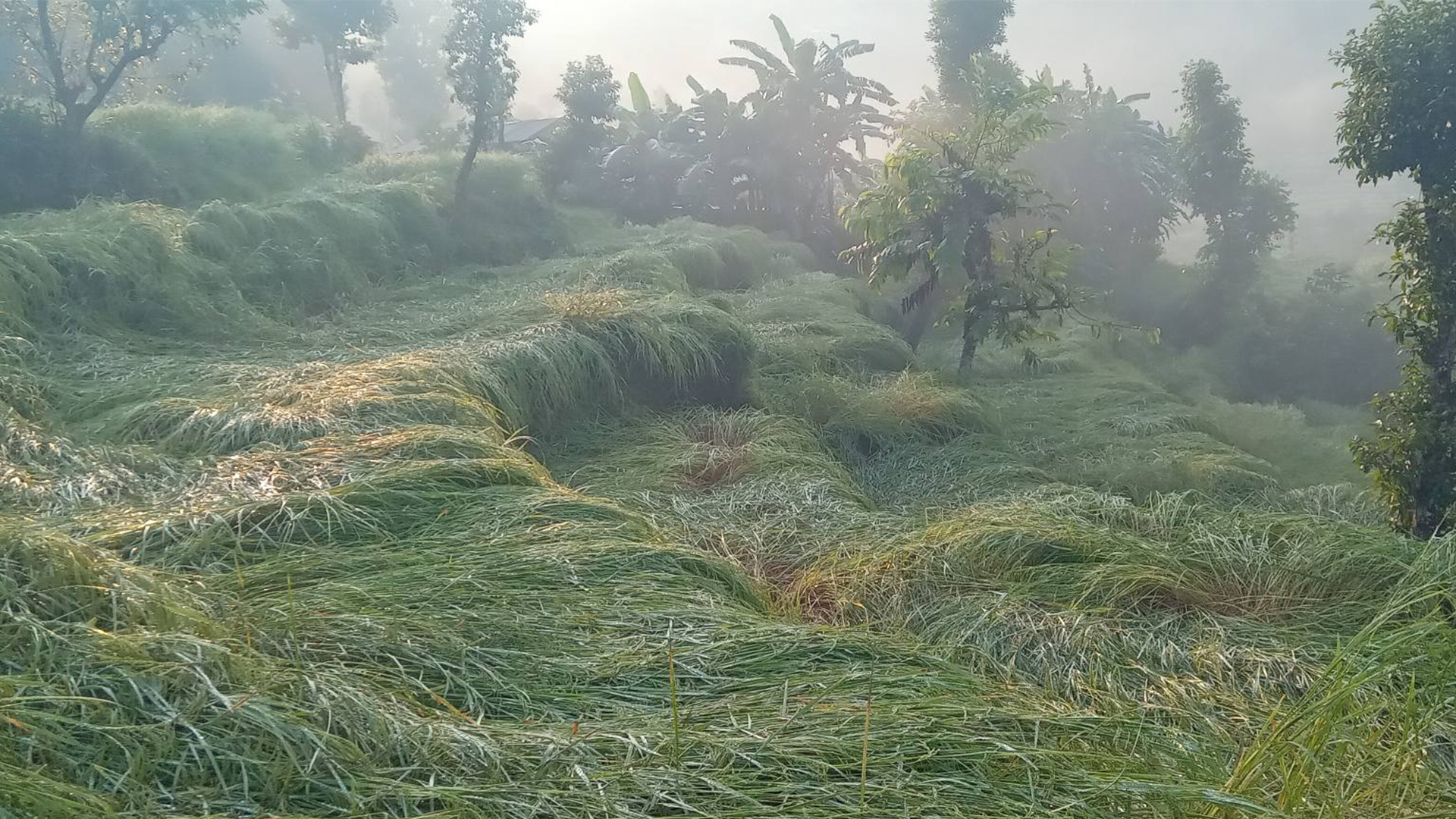 असिनाले पर्वतमा धानबाली नष्ट, कृषक चिन्तित