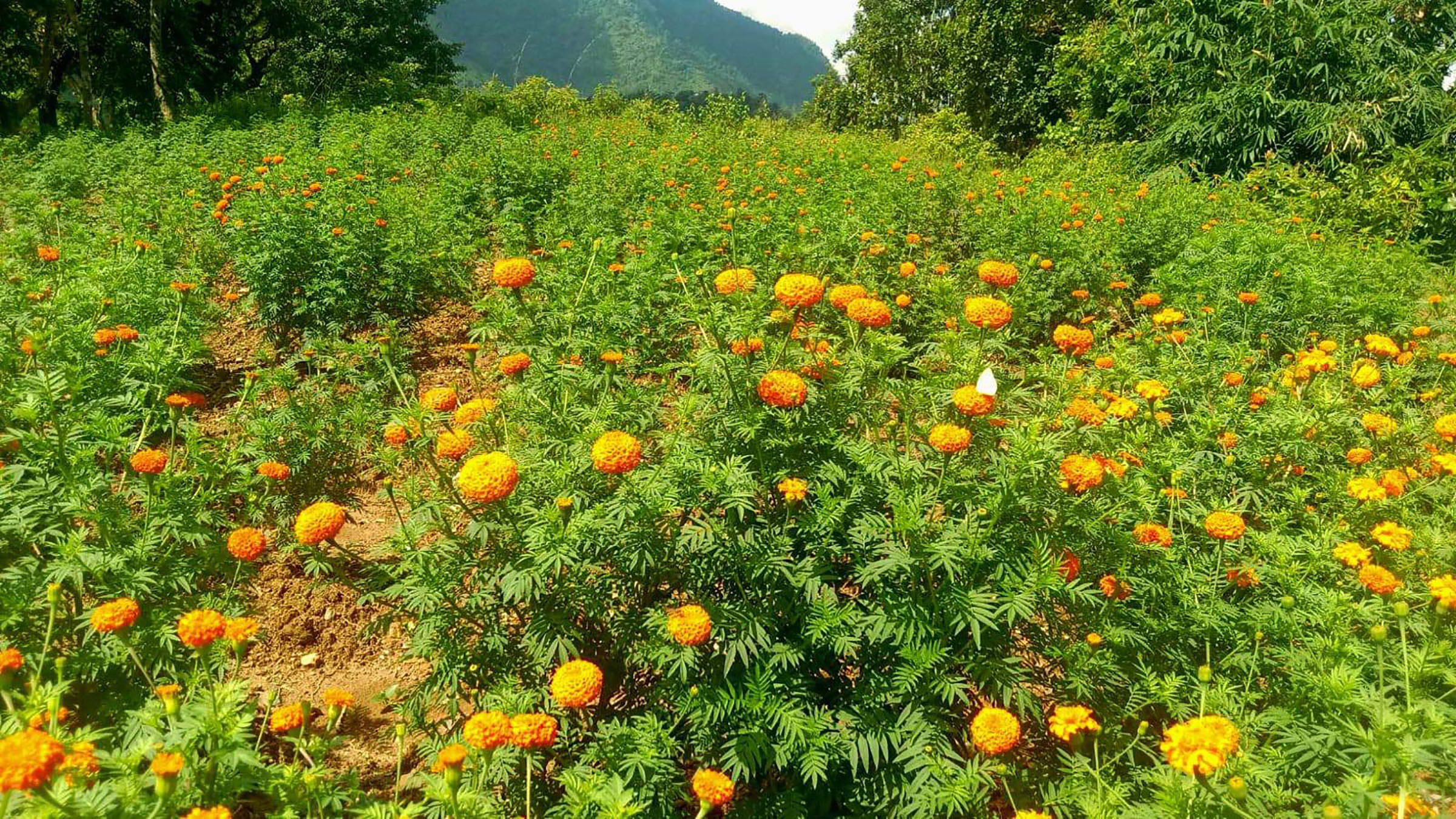 चितवनमा सयपत्री फूलखेती गर्ने घटे