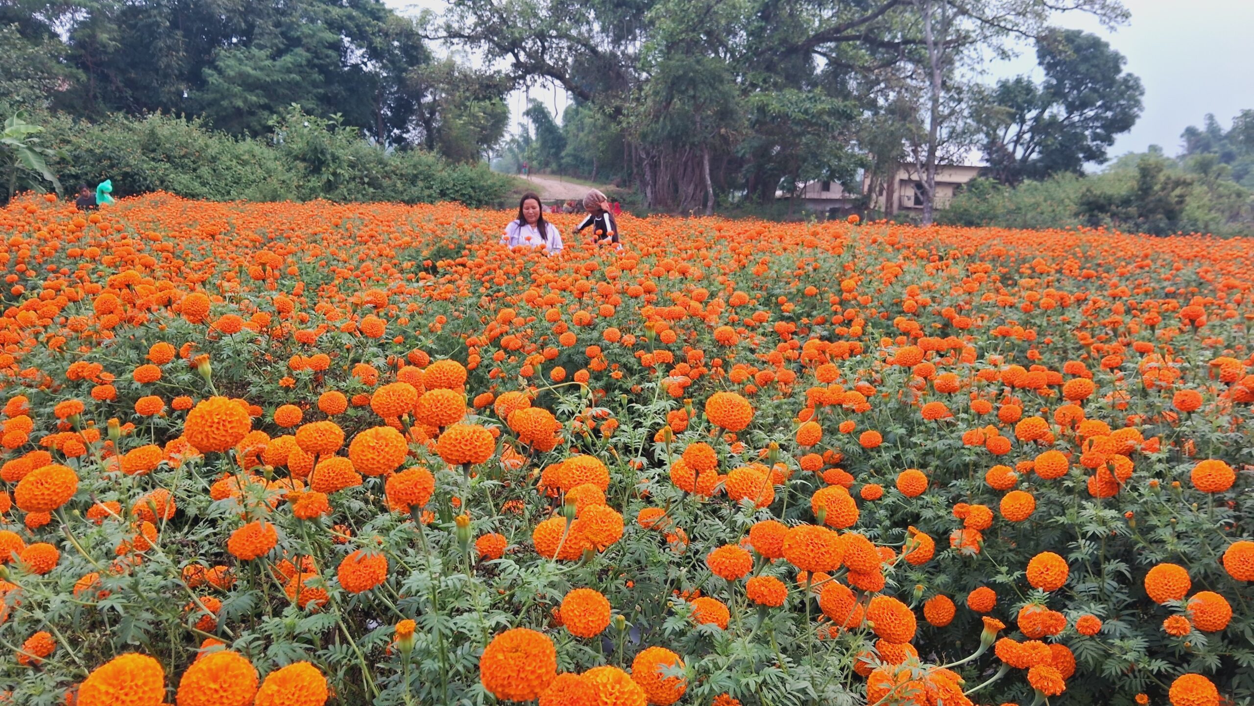 व्यावसायिक फूलखेतीमा इन्द्रा : तिहारमा फूलमाला बिक्रीबाट ५ लाख बचत