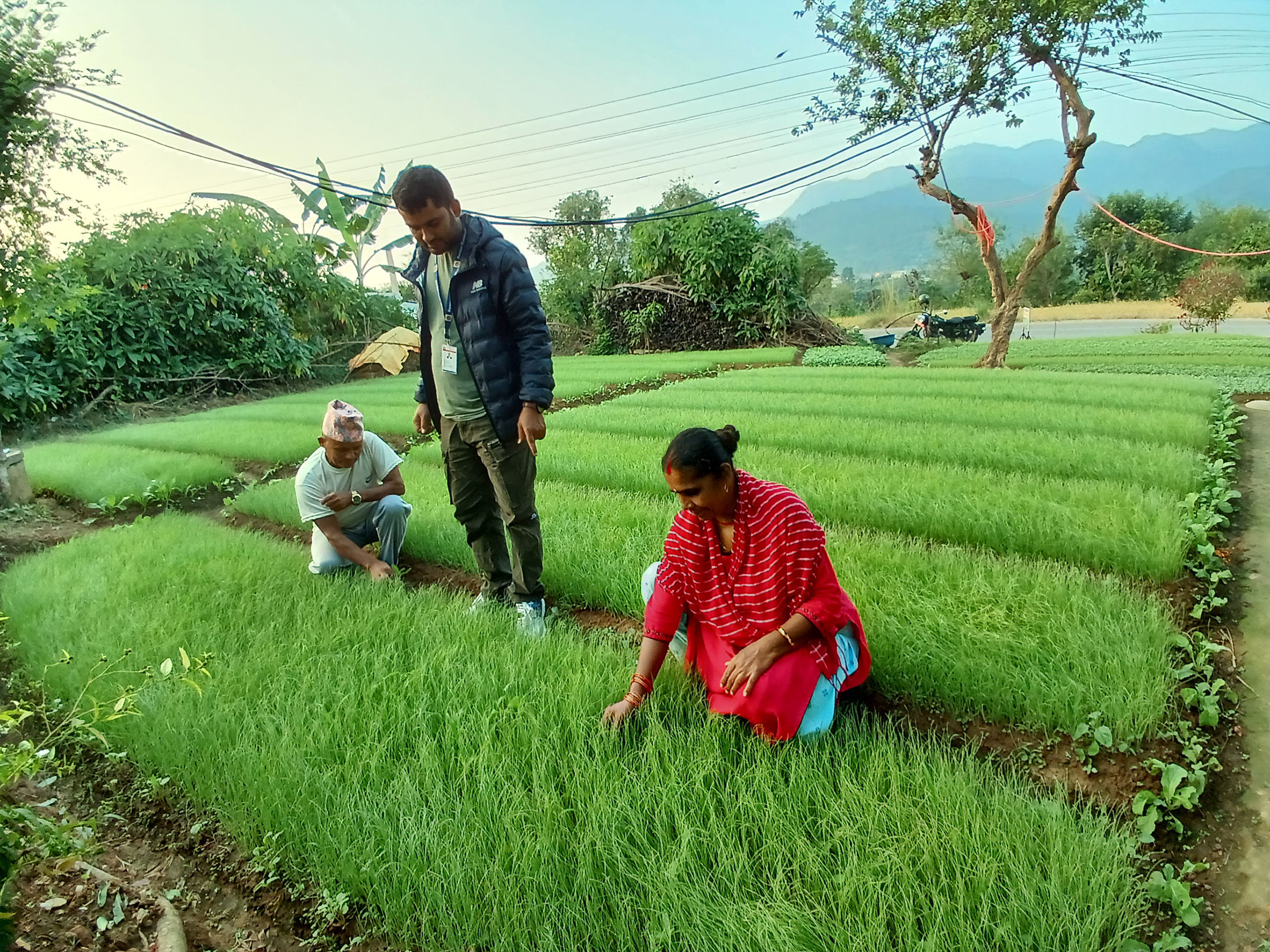 प्याजका बिरुवा बेचेर एक मौसममा डेढ लाख कमाइ