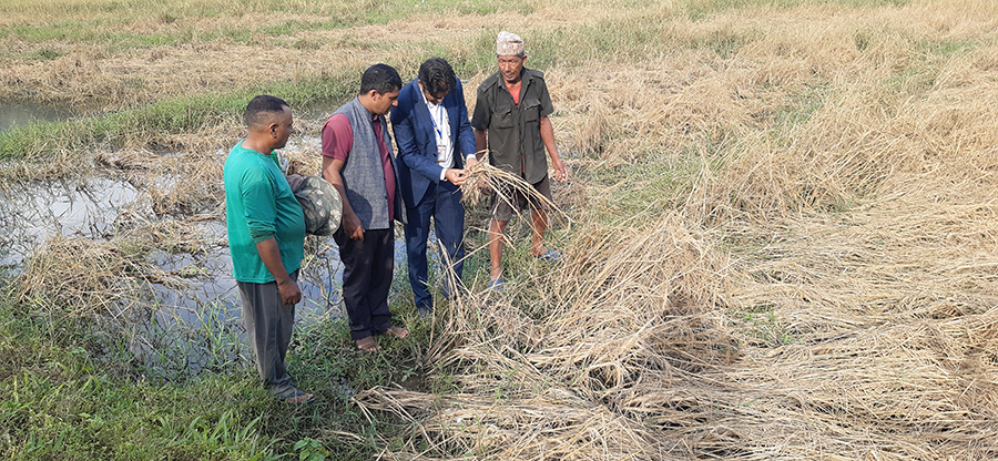 फेवाफाँटको जेठोबुढोमा गभारो : भित्राउने बेला धान न पराल