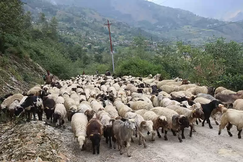 लेकबाट बेँसी झर्न थाले भेडाका बथान