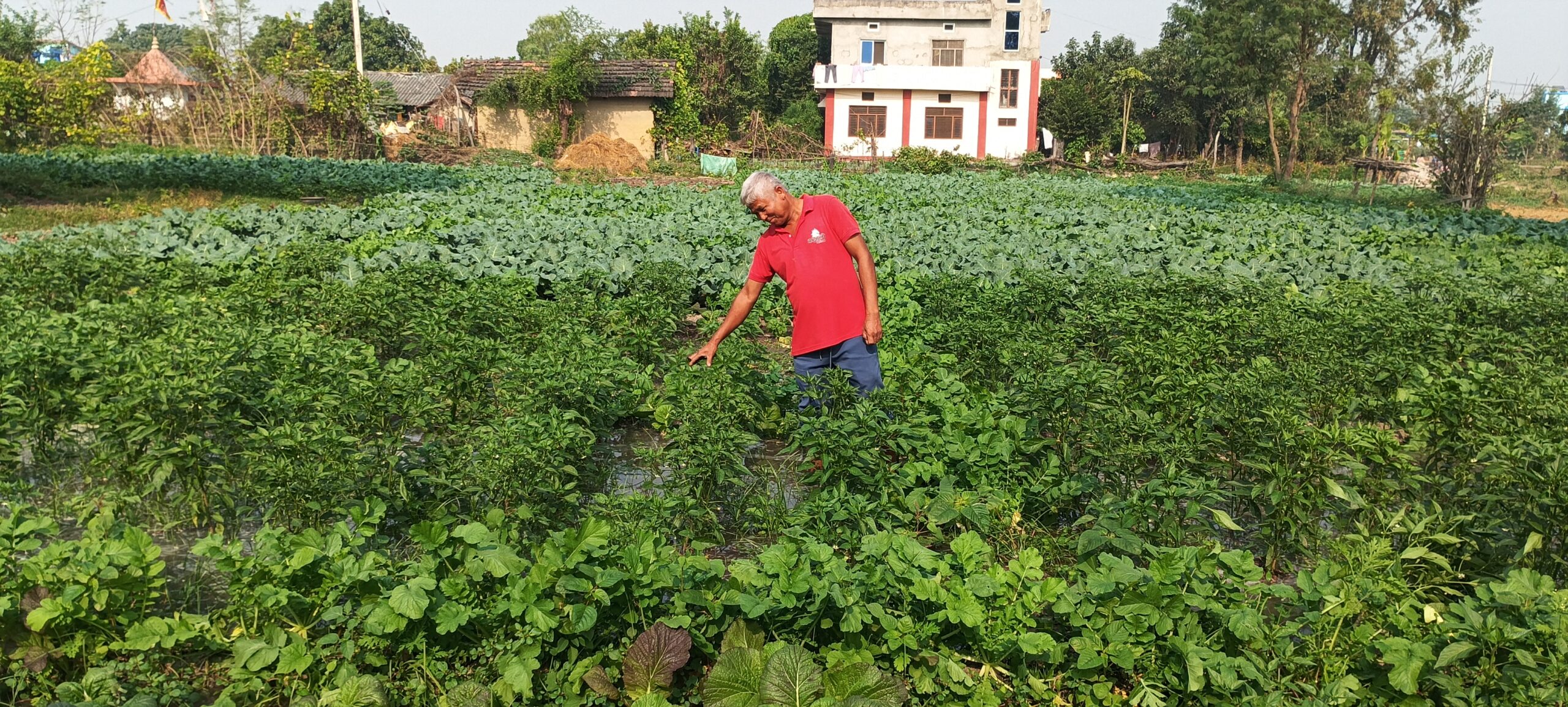 तरकारी खेती गरेर वार्षिक डेढलाख सम्म आन्दानी