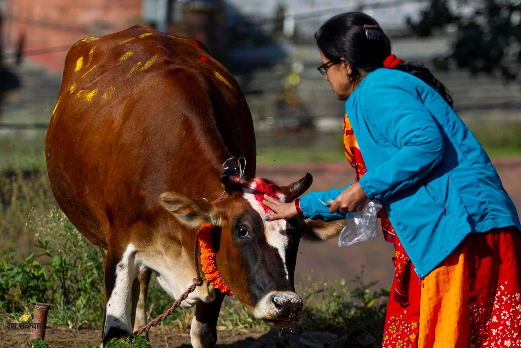 कार्तिक शुक्ल प्रतिपदा : गरियो गोवर्धन पूजा